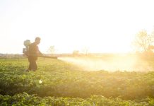 Oxiclorura de cupru vs. alte fungicide cuprice: avantaje și limitări în protecția fitosanitară